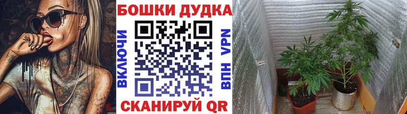Канабис индика  Старица 